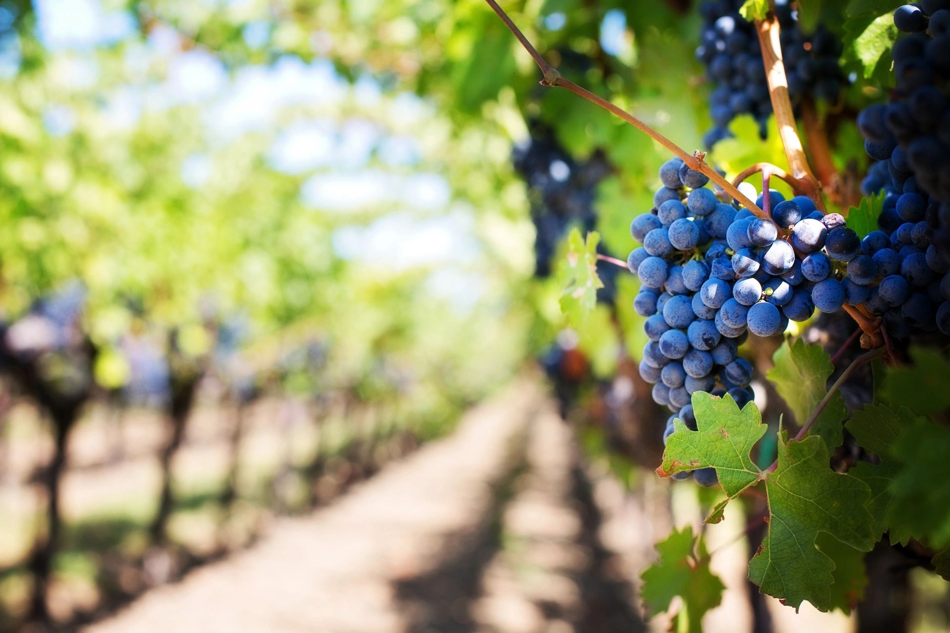 Grappes de raisins bleus mûrs dans un vignoble avec feuilles de vigne vertes