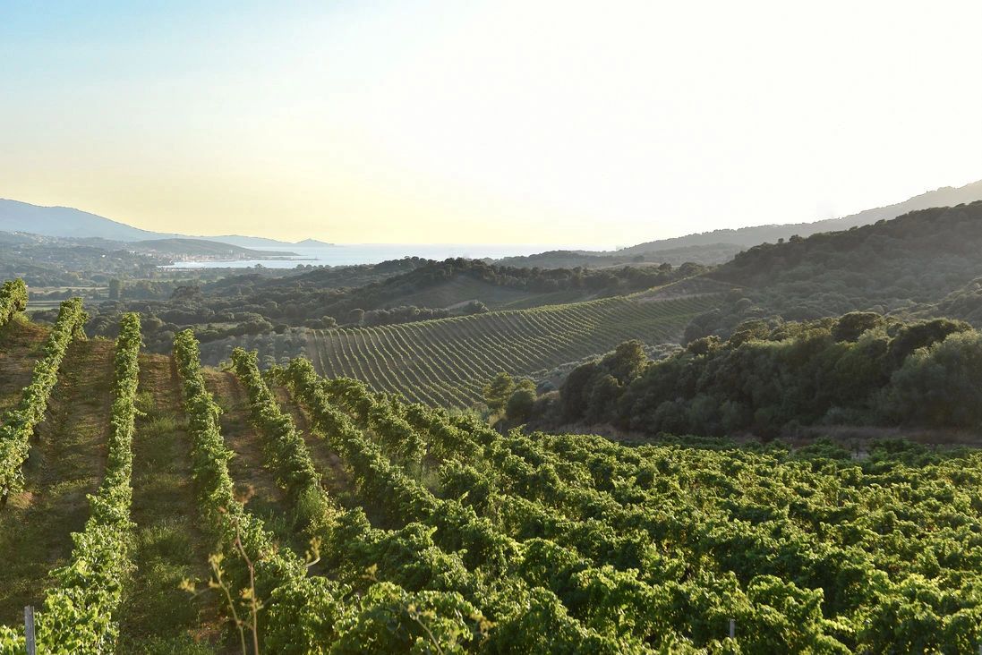 Dégustation de vin en Corse-du-Sud non loin de l'hotel de luxe Marinca